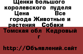 Щенки большого (королевского) пуделя › Цена ­ 25 000 - Все города Животные и растения » Собаки   . Томская обл.,Кедровый г.